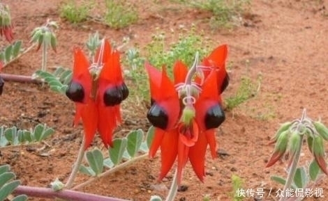 一种野生植物，特别稀罕，价值极高，可遇不可求