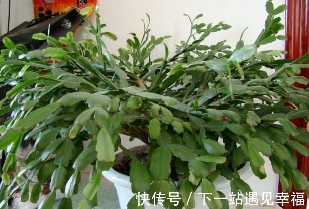 肥料|自从学会用蛋壳养花后,家里再没掏过一分钱买肥料