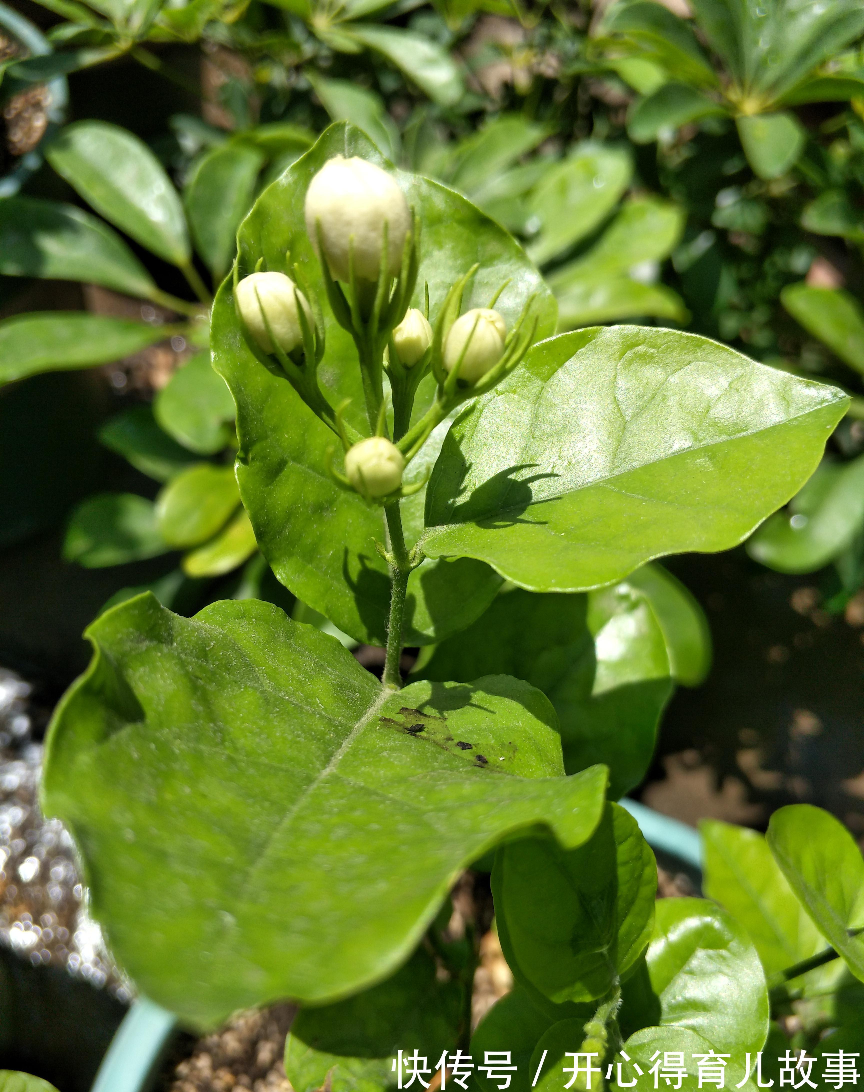 茉莉花修剪后新芽萌发,别忘了给它加点餐,再次开花更美观