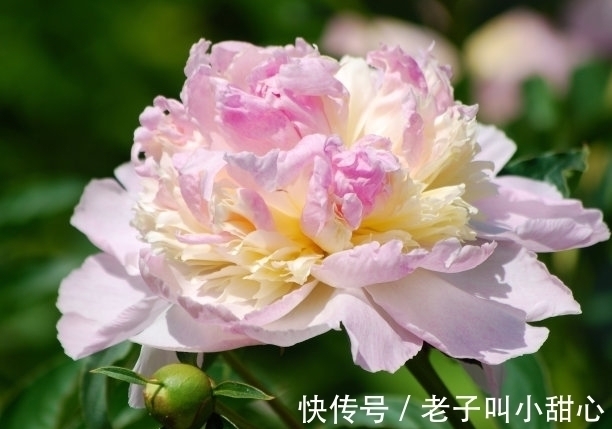 芍药科|此花是中国花“花王”,花多多姿多彩,也是中国十大名花之一