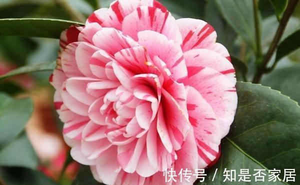 绣球花|养花试试这几款,花开绚烂醒目,有着欢畅热烈的空气