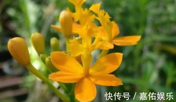 盛夏养盆“树兰”吧!花语平凡而淡雅,花姿胜菊花,美极了