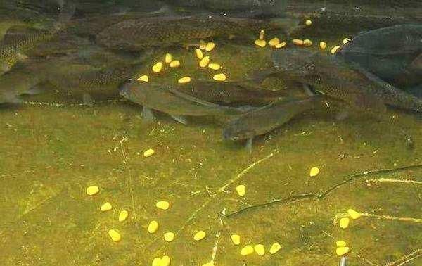 钓鱼遇到水体偏浑浊怎么办选饵、用饵有技巧