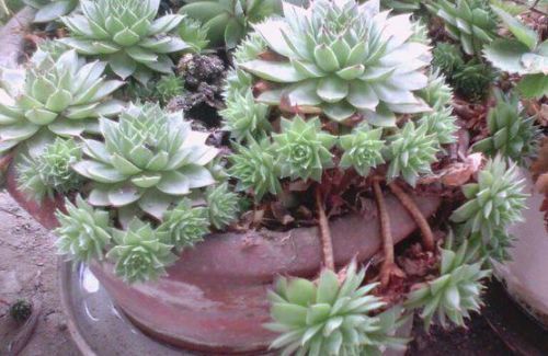 盘点最容易爆盆的3种多肉，养肉老花农详细给你讲！