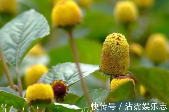 菊花|喜欢养花，不如养盆桂圆菊，简单好养开花爆盆，超可爱