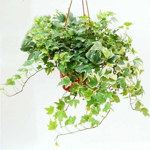 3种“养花宝”，加在盆里，吊兰富贵竹真喜欢，蹭蹭长！