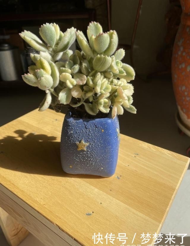 幸福|小小的幸福,多肉露养到秋天的收获