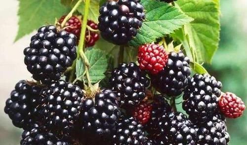 春天想身体好，多吃的东西，滋阴补血，调理气色，肌肤更年轻