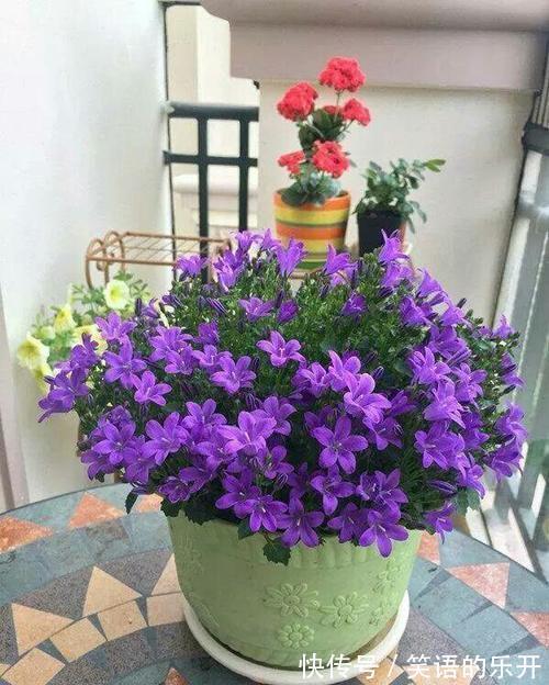 网红花卉丹麦风铃,还有一个好听的名字叫梦露