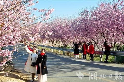 谷城老君山樱花烂漫