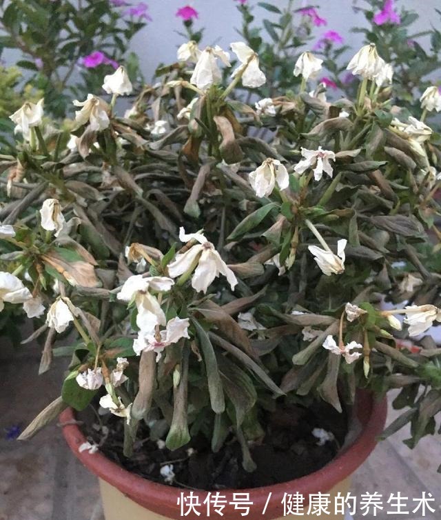 不敢用淘米水了，浇完花就死，土里都是虫！不敢用淘米水了，浇完花就死，土里都是虫！