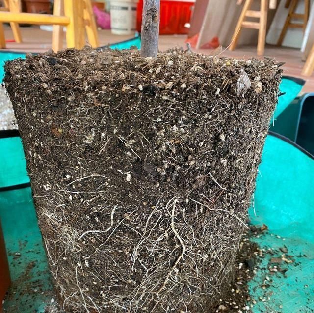 根系|月季换盆易僵苗黄叶月季换盆时多做一步,新芽猛长,白根挤爆盆