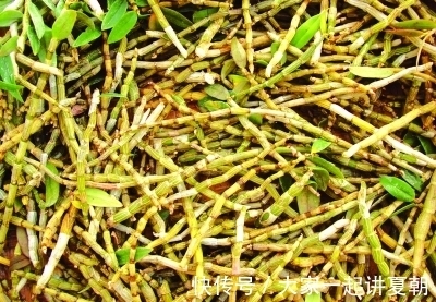 石斛|十肾九虚，用它泡水半月，一口气上10楼了，男女都实用，贼拉好