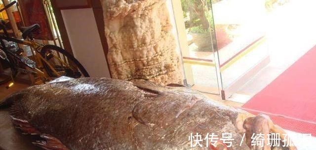 繁殖|渔民捕到“天价鱼”卖出347万高价，一夜暴富，是什么鱼呢