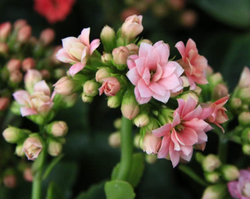 长寿花漂亮又艳丽，教你3个盆栽长寿花的小妙招，长的越来越旺盛