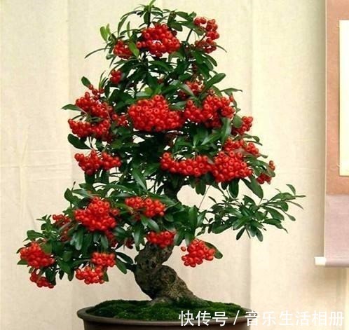 以前的树桩都当柴烧,现在爱花之人当场盆景,一盆比一盆价值高!