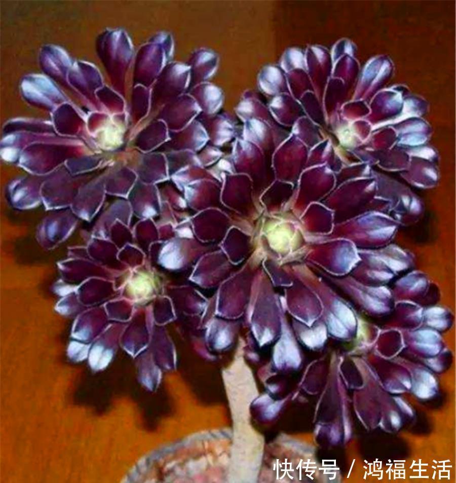 浇水|法师夏天总黑腐？做好“1多1少1适中”，不落叶颜色美