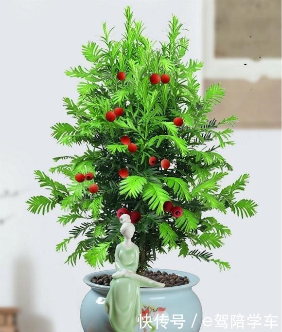 从来不黄叶,人称“长寿树”,家中养棵“它”,红红绿绿贼好看!