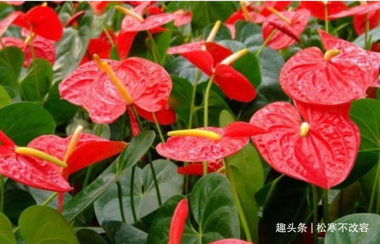 种花人|家里养这几款植物,一开就是大半年,沾土就活,新手也能养的好!