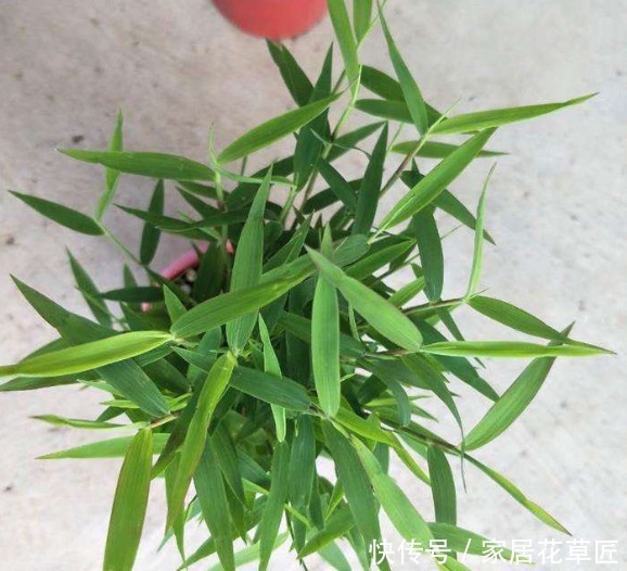 盆栽|雅致姬翠竹做景观盆栽,3个基本步骤做好了,爆盆更简单