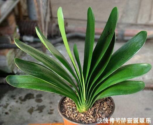 怎样养粗君子兰的基座做好4点,形似元宝,开花不愁