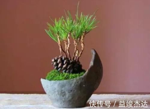 山上捡来的松塔，简单几步就能让它发芽，成了美观的小盆景