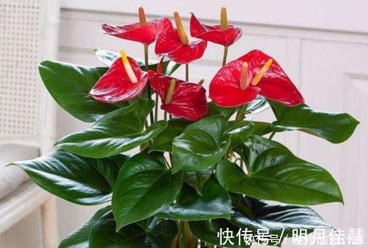 适合冬天养的花卉，丢土里就能活，生命力顽强，开花极美丽