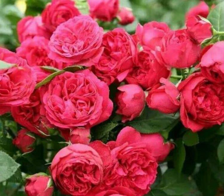 4种花颜值高又好养,随便一养成花海,花开一茬接一茬!