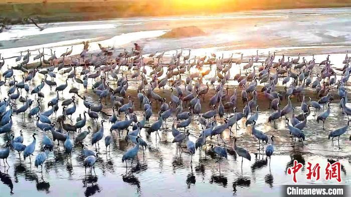 灰鹤|两千余只灰鹤“聚会”新疆车尔臣河 鹤头攒动场面壮观