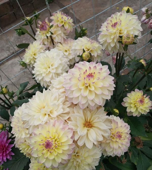 佳品|此花是世界名花，美丽不输牡丹，开花勤快，养护简单，是盆栽佳品