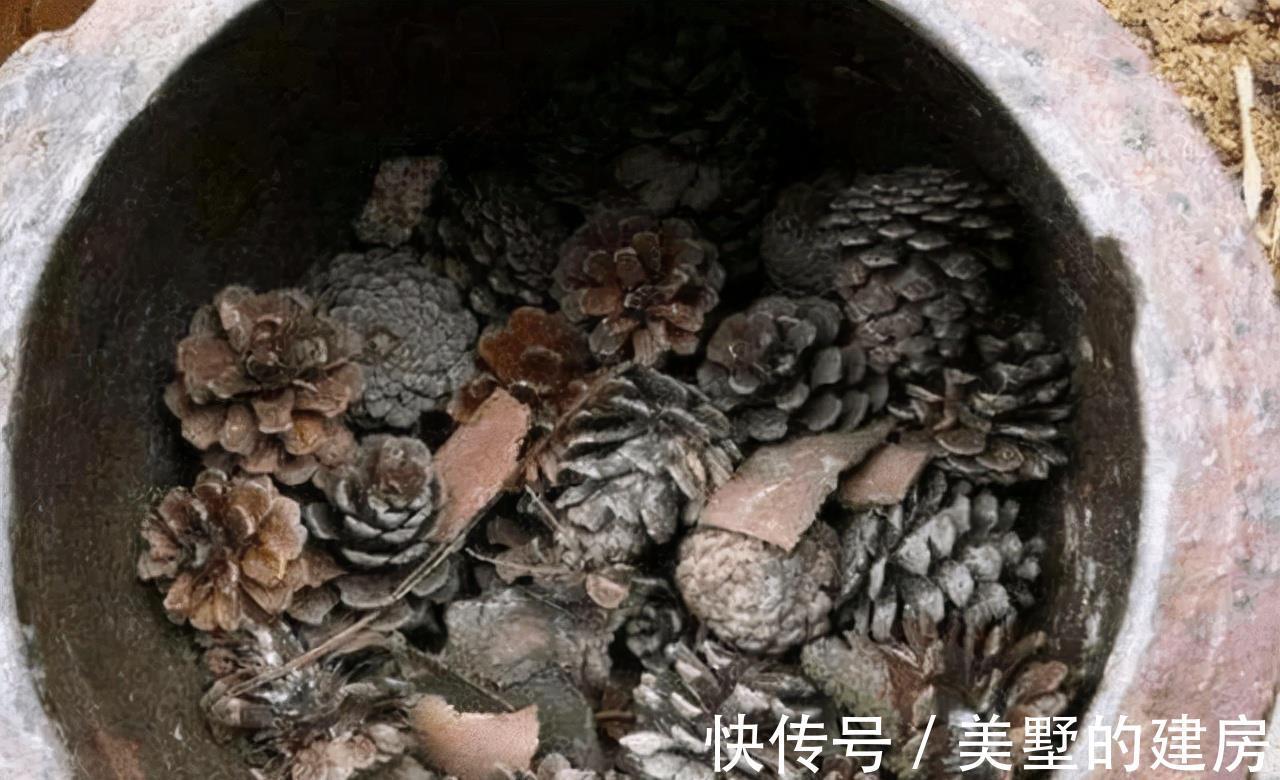 花盆|养花不花钱,花盆放4种“小垃圾”,不怕积水,不再烂根