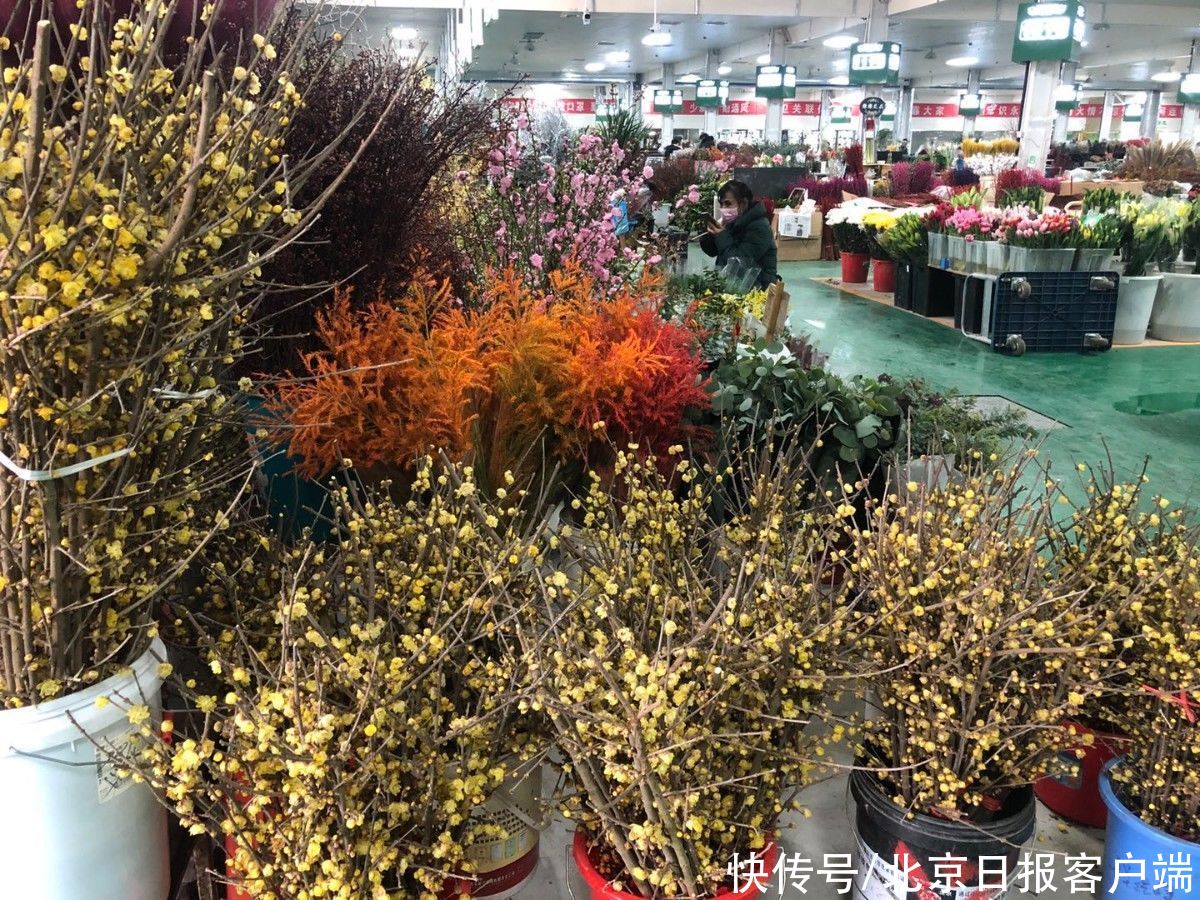 50多万盆、百万束年宵花上市，今年价格便宜了