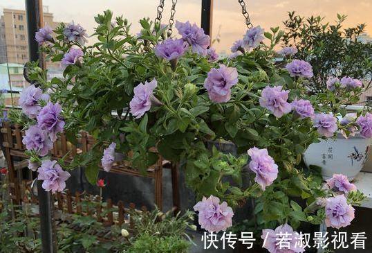 喜欢养花就扦插繁殖？盆栽君子兰、矮牵牛，播种育苗十拿九稳