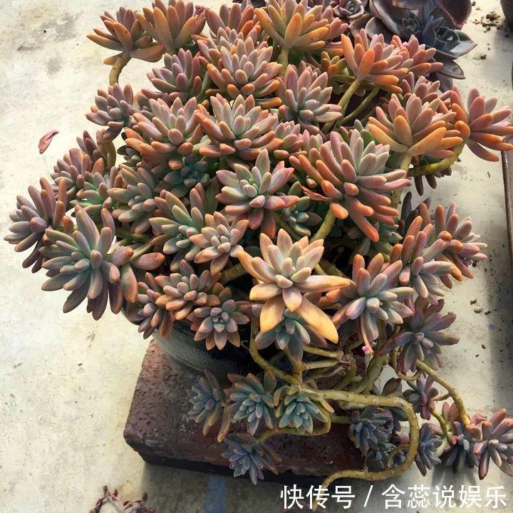 坛子|他用菜坛子种多肉，1分不花，呼呼长成“大米饭”！