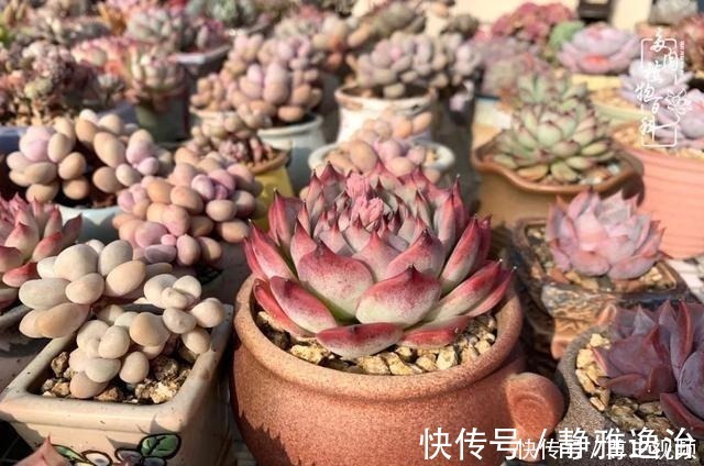 静夜|养多肉三年多，初见惊鸿！累并快乐着！养多肉三年多，初见惊鸿！累并快乐着！