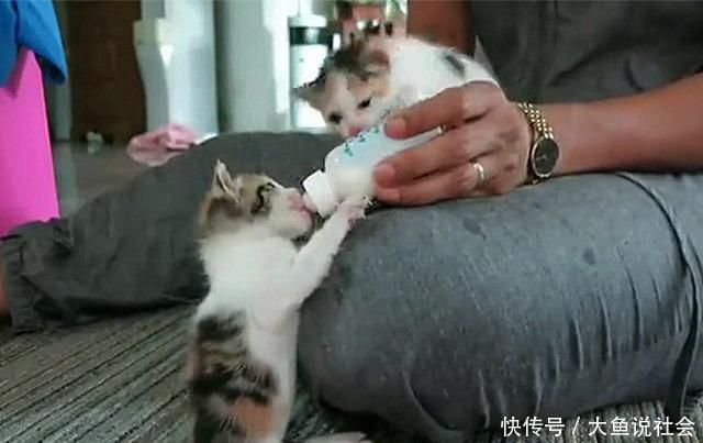 母猫产后不停叫 母猫产后不停叫