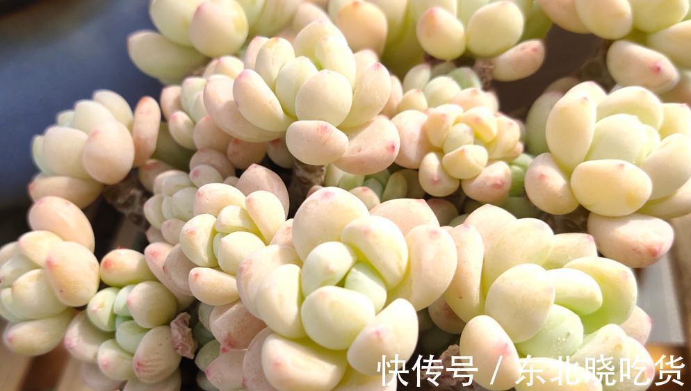 养殖|多肉植物什么环境适合养,什么人适合养,来看看您属于那一类