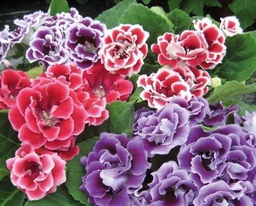 此花,特别喜阴,家里采光不好也能养,开花又大又鲜艳