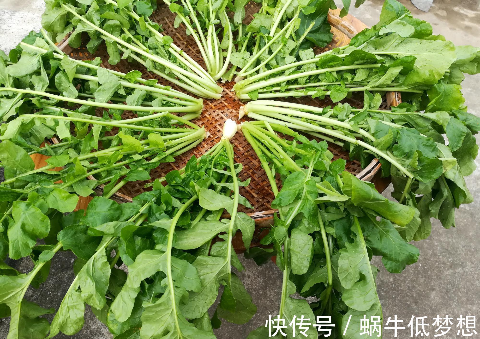 蔬菜中的“人参”，叶子营养极高，10月正鲜嫩，做成酸菜特下饭