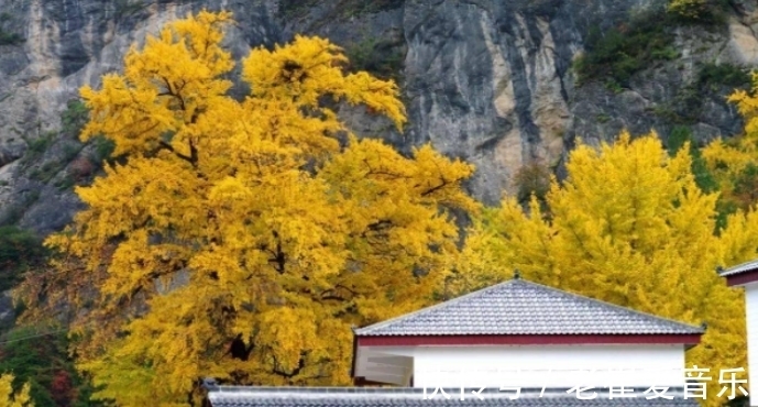 银杏|秋——田河村的情思