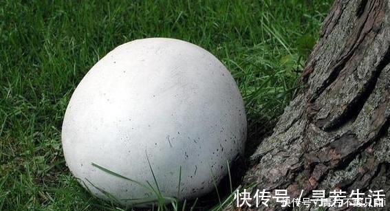 这样的“大馒头”长在土里,压一下还会冒烟,专家高价回收!