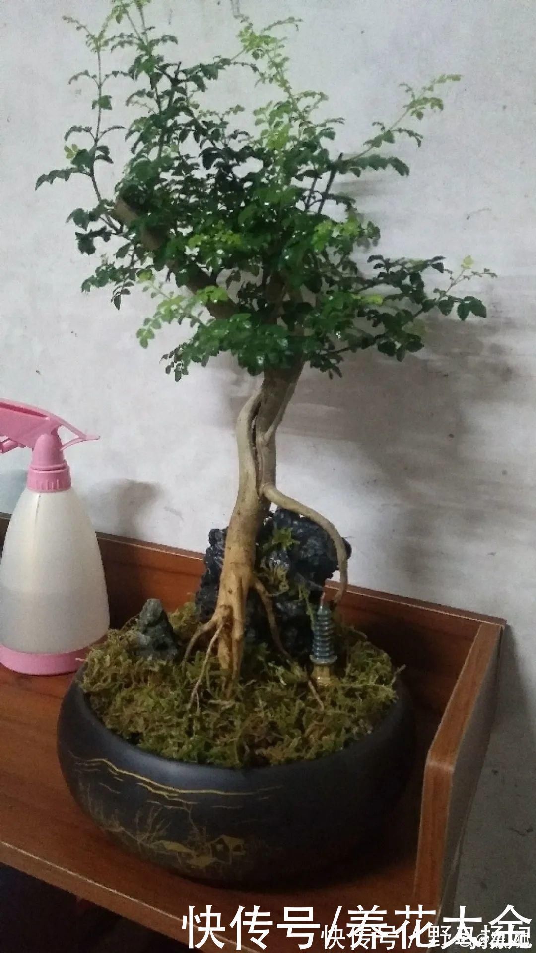 柴烧|农村当柴烧的花,原来可以当盆景,给一千块也不卖