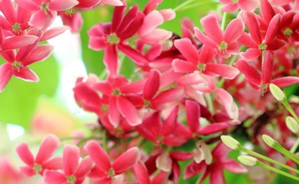 此花是花中极品良药,就像一个白衣天使,保护着众人的身体安康!