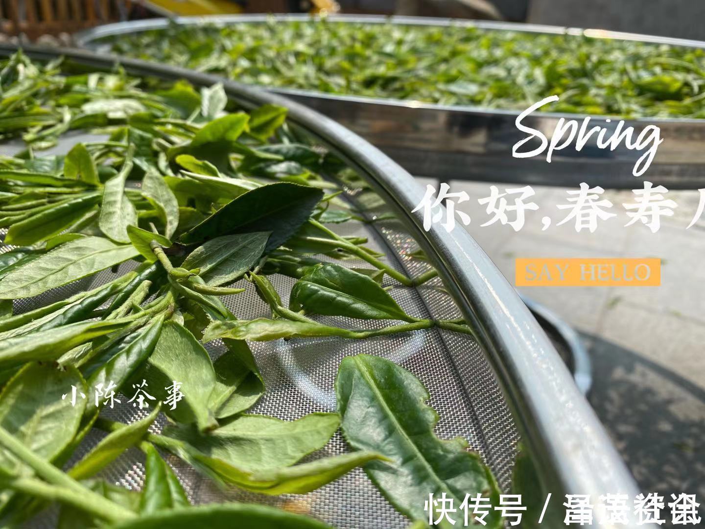 白毫银针@白茶圈令人迷惑的操作，有人心急想“买早”，有人淡定想“买老”