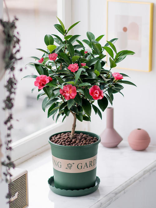 适合冬天养的花 养在家里 给寒冷的冬天增添色彩 粉紫色 适合冬天养的花 养在家里 给寒冷的冬天增添色彩 粉紫色