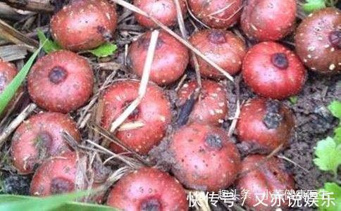 农村|农村这种常见的“野果”,烂在地里无人要,现如今卖到20一斤