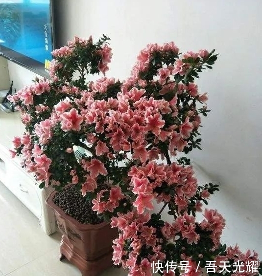 年度十大流行花卉,摆在家里大吉大利,活力无限,还有品味!