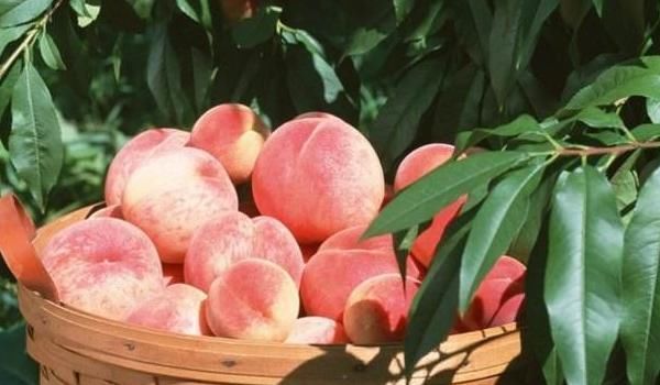 谨记|每天吃一个桃子好处多,但是吃桃子时,要谨记这4个禁忌