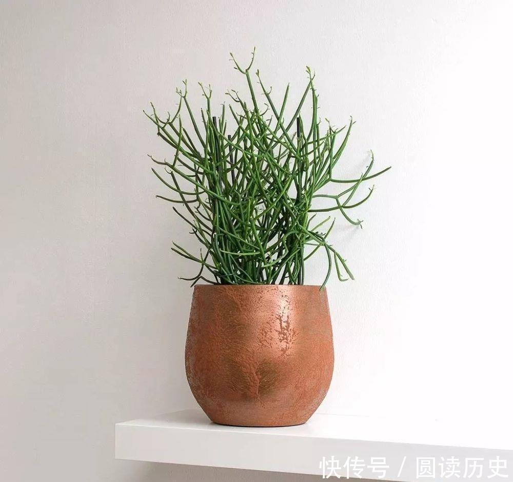 有些“网红花”,都带“毒性”,瞪大眼睛看清楚,别瞎买