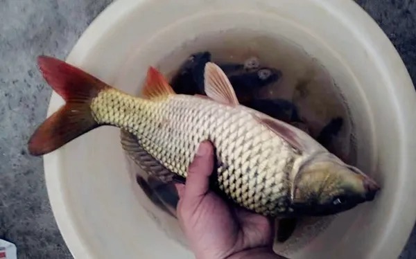 秋季钓大板鲫,牢记这些蚯蚓饵用法,连竿上鱼不成问题!